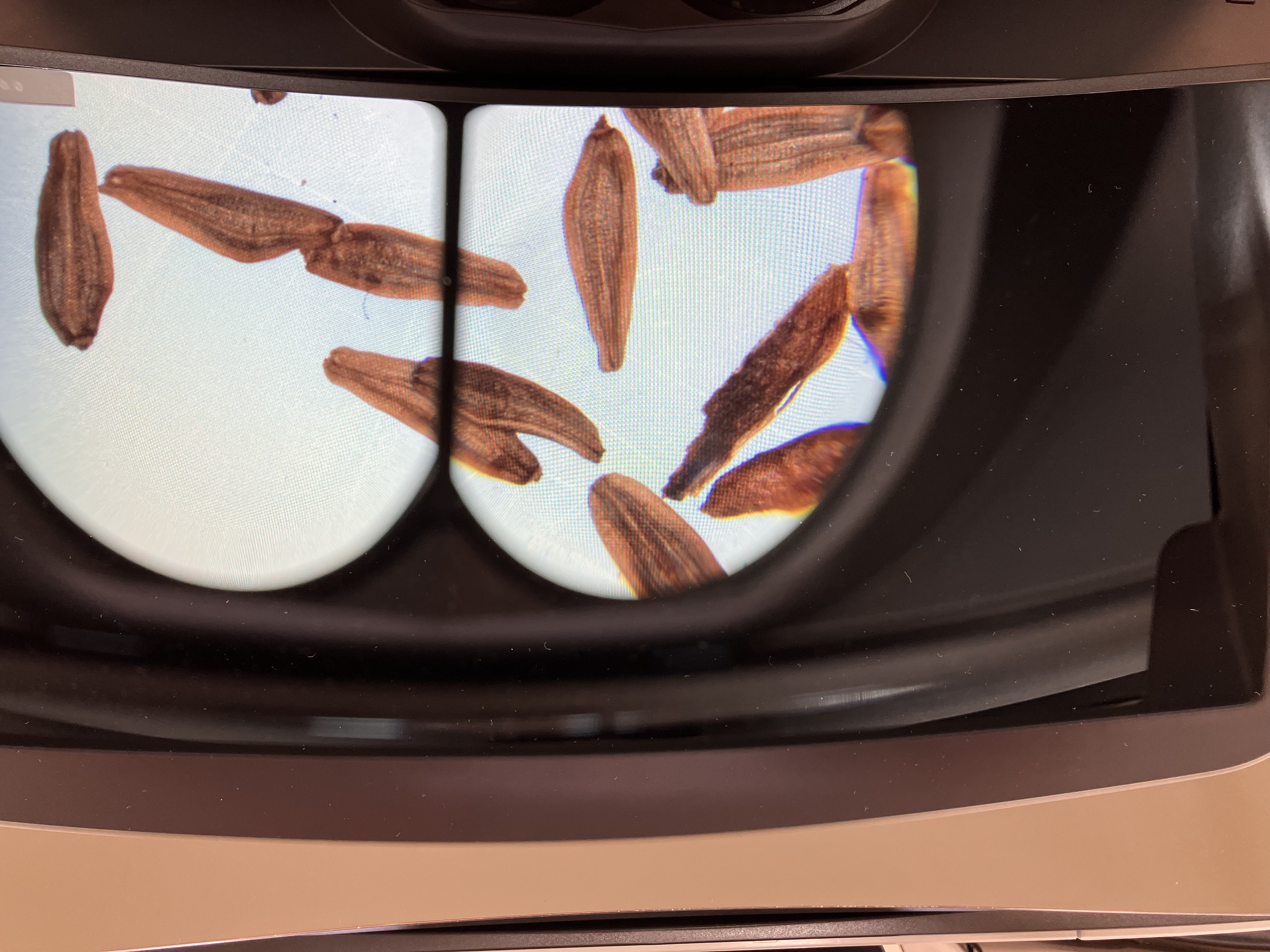 A picture of the Dendroseris seeds under a microscope. A picture of the Dendroseris seeds under a microscope.